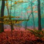 La fôret dans nos têtes